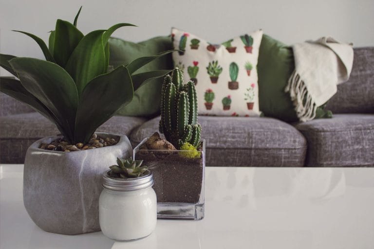 Phòng khách với chậu cây xanh và sofa - cây xanh trong nhà