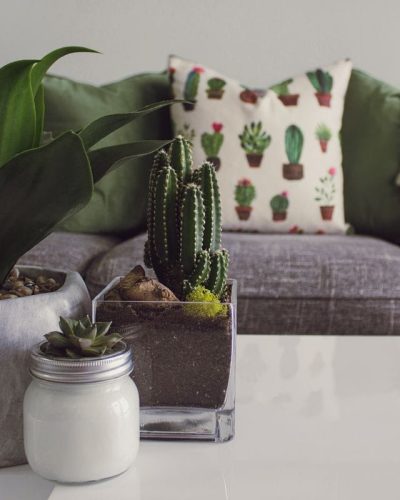Phòng khách với chậu cây xanh và sofa - cây xanh trong nhà